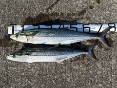 サワラの釣果