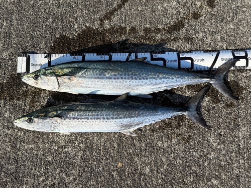 サワラの釣果