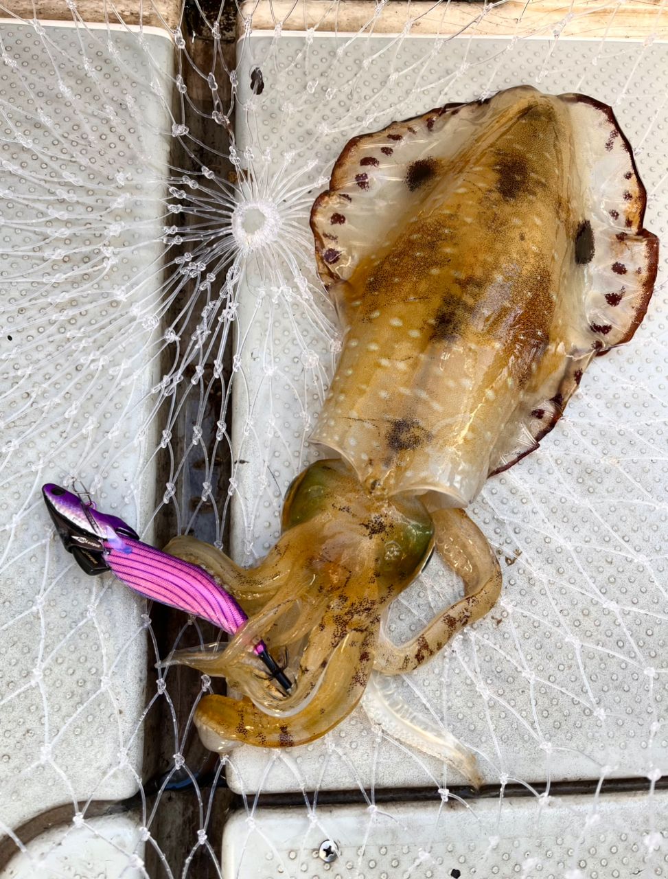 遊漁船 足立丸さんの釣果 1枚目の画像