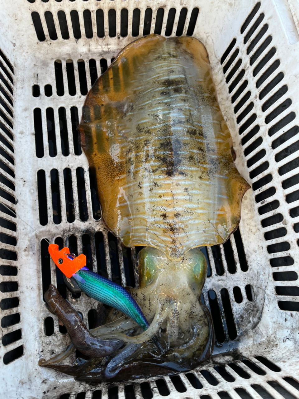 遊漁船 足立丸さんの釣果 2枚目の画像