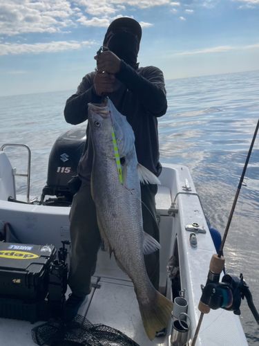 オオニベの釣果