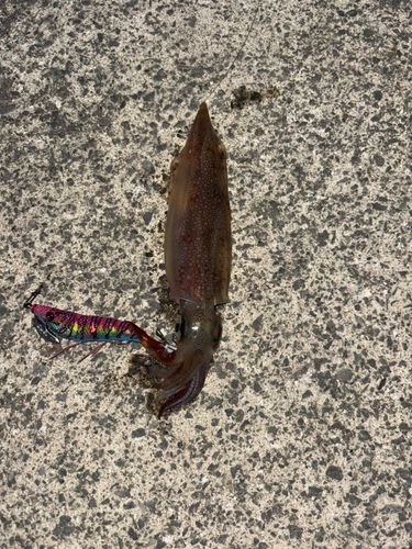 イカの釣果