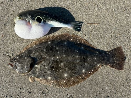 ヒラメの釣果