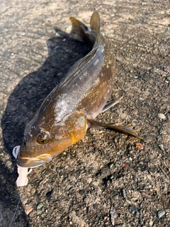 アイナメの釣果