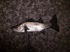 セイゴ（ヒラスズキ）の釣果