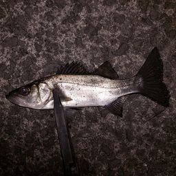 セイゴ（ヒラスズキ）