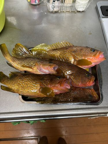 キジハタの釣果