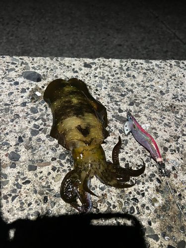モンゴウイカの釣果