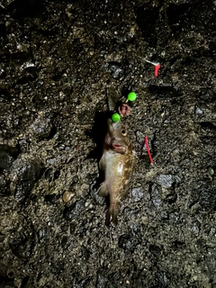 アイナメの釣果