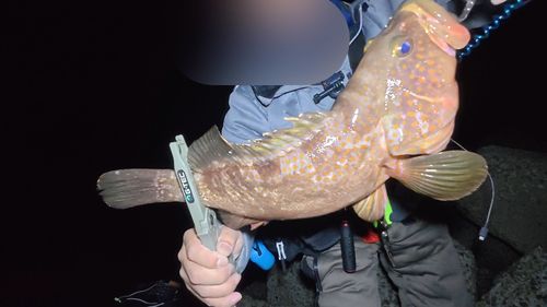 キジハタの釣果