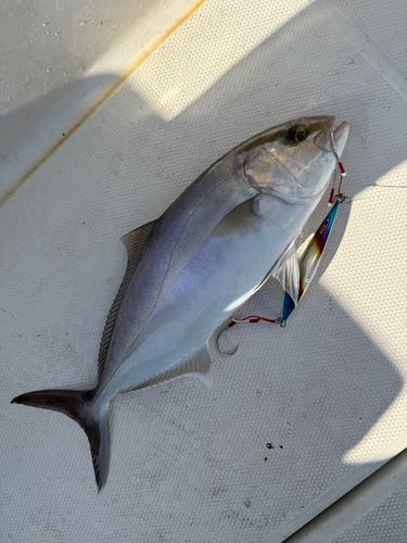 カンパチの釣果