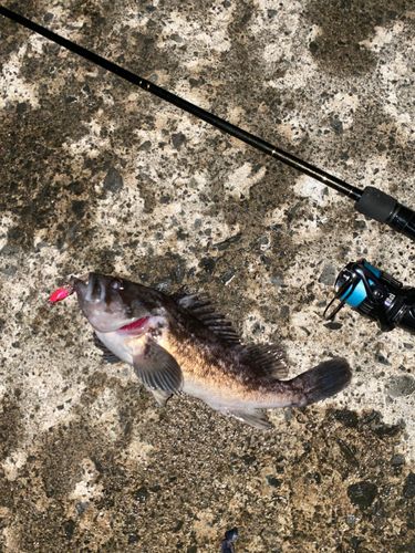 クロソイの釣果