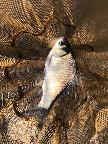 ヘラブナの釣果