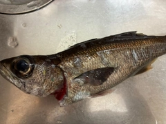 クロムツの釣果