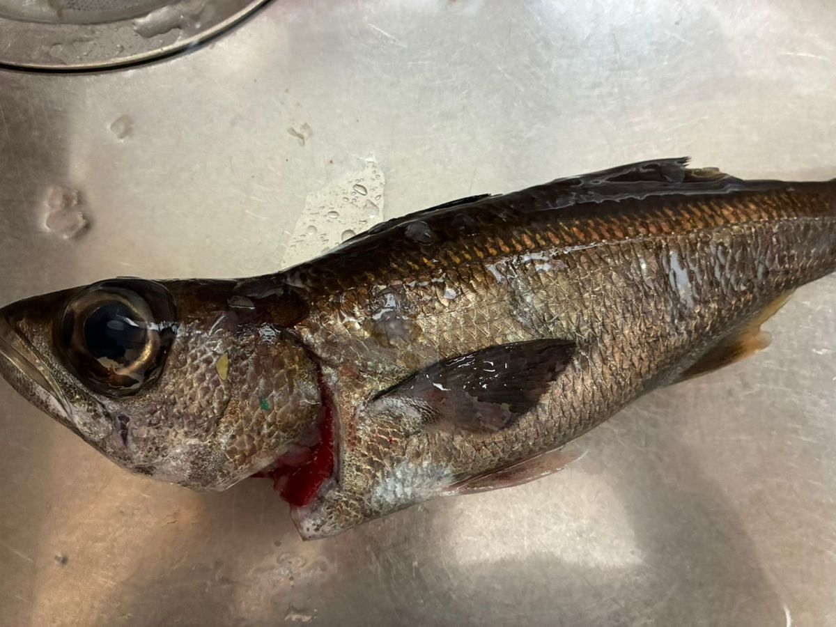 AiSakiさんの釣果 1枚目の画像