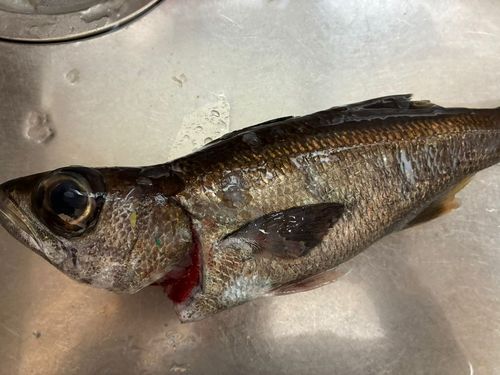 クロムツの釣果