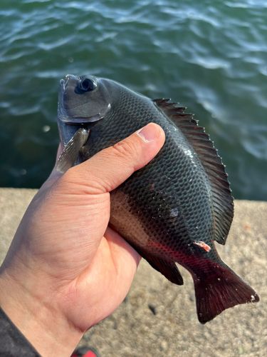 グレの釣果