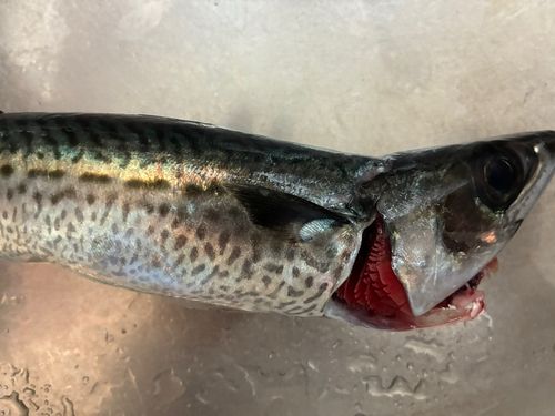 サバの釣果