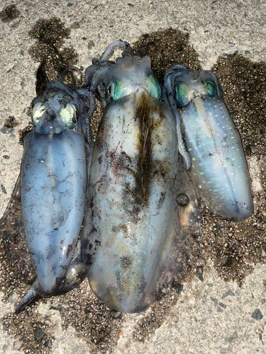 アオリイカの釣果