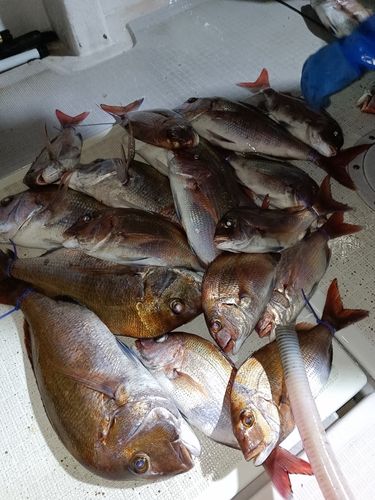 マダイの釣果