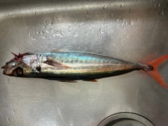 オアカムロの釣果