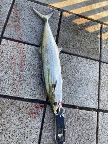 サゴシの釣果