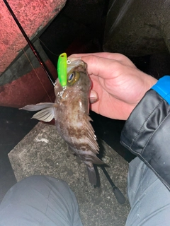 シロメバルの釣果