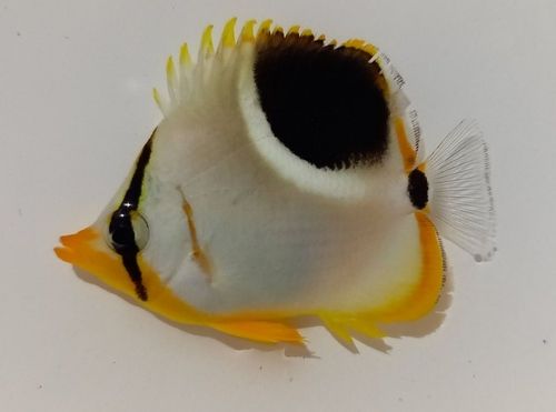 チョウチョウウオの釣果