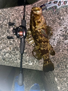 ベッコウゾイの釣果