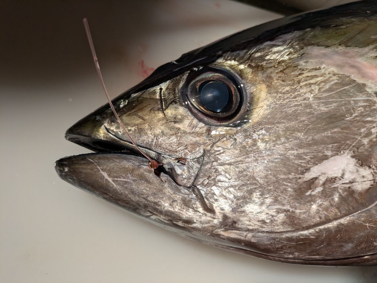 しおタンさんの釣果 1枚目の画像