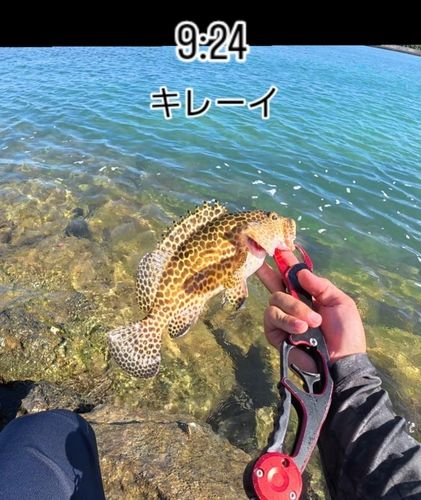 カンモンハタの釣果