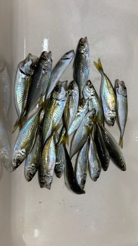 アジの釣果