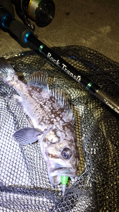 クロソイの釣果