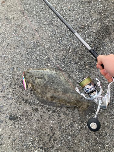 ヒラメの釣果