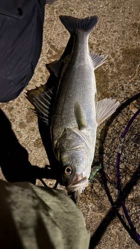 スズキの釣果