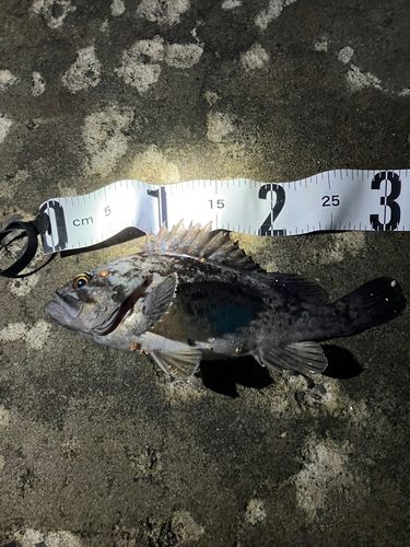 クロソイの釣果