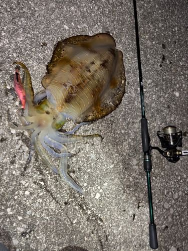 アオリイカの釣果