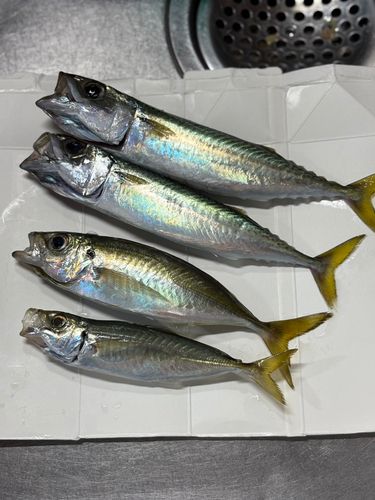 サバの釣果