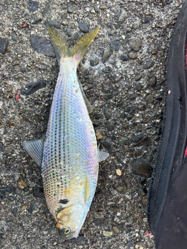 コノシロの釣果