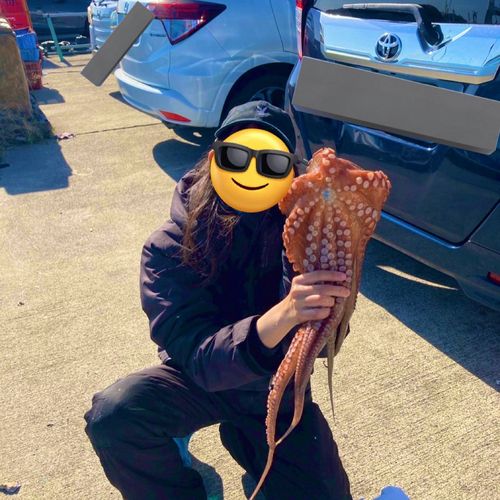 タコの釣果
