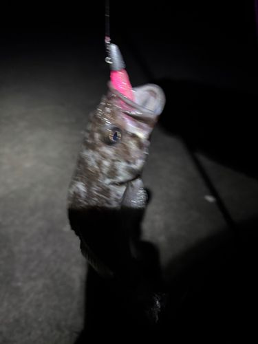 クロソイの釣果