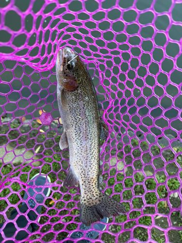 ベリーパーク in FISH ON! 王禅寺