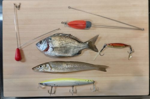 シロギスの釣果