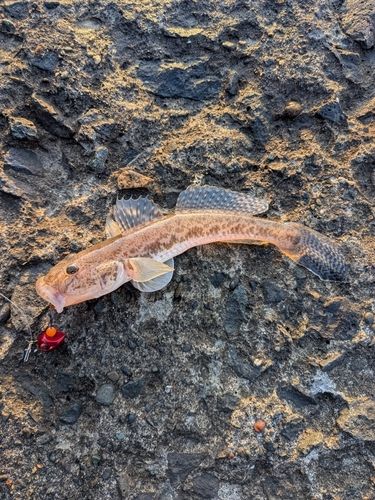 マハゼの釣果