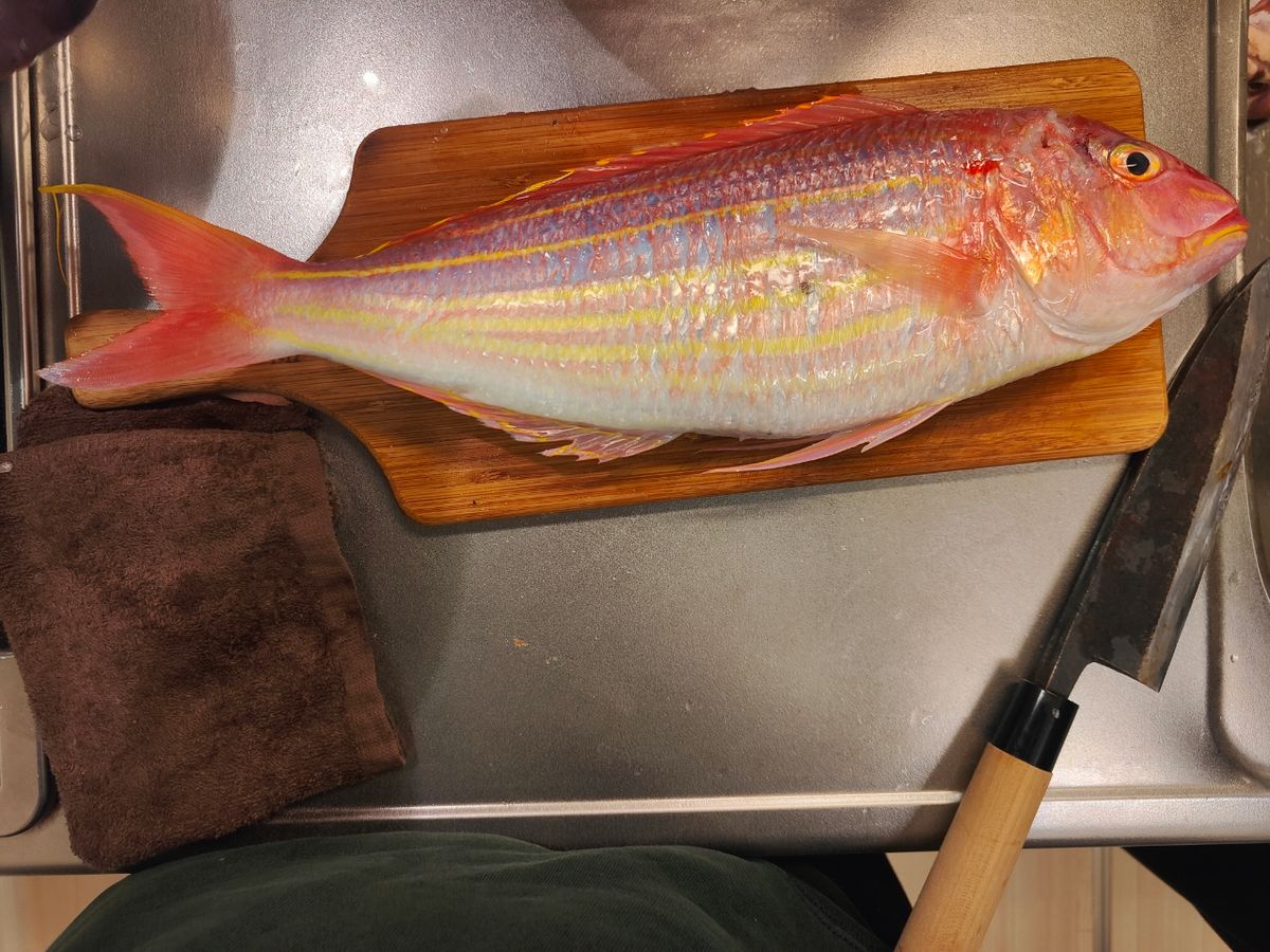 ハムイニさんの釣果 2枚目の画像