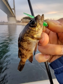 メバルの釣果