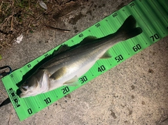 シーバスの釣果