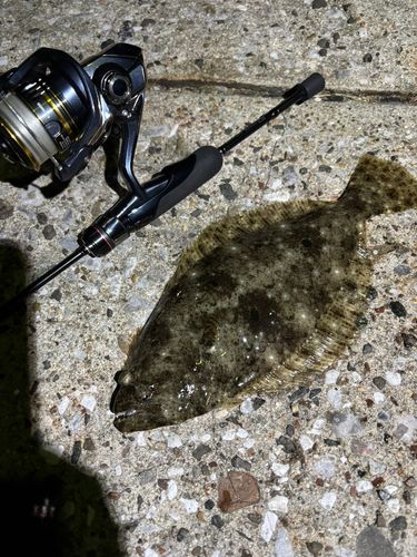 ヒラメの釣果