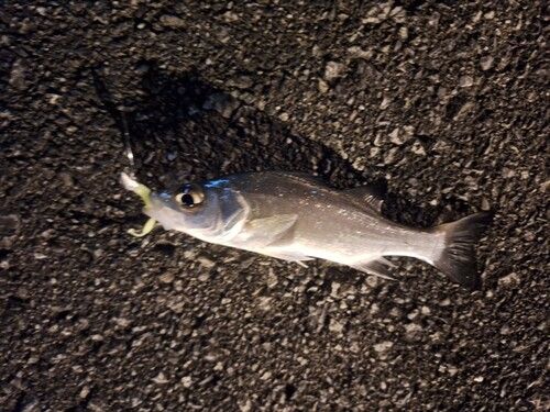 セイゴ（ヒラスズキ）の釣果