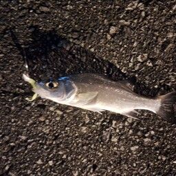 セイゴ（ヒラスズキ）